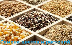 Продать семена растений Продать семена растений картинка