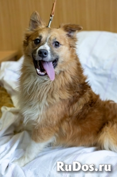 Пушистый и мягкий Оскар ищет хозяина фото