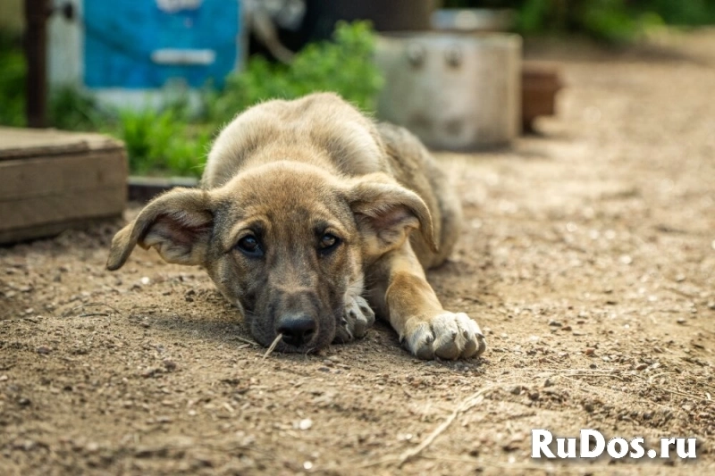 Маленькая красавица Хильда в самые добрые руки! изображение 8