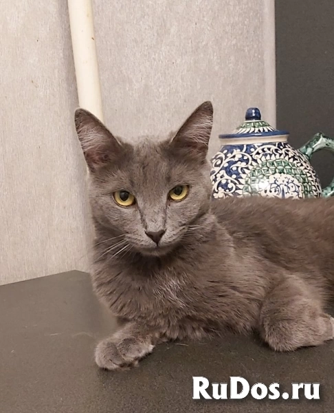 Дымка, русская голубая в добрые руки. изображение 4