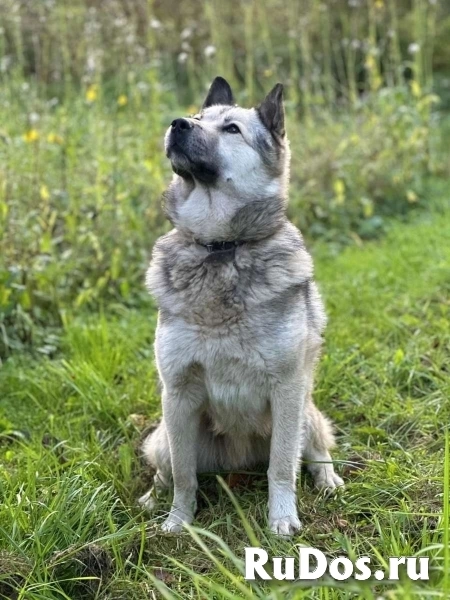 Молодой пёс ждет своего хозяина! изображение 3