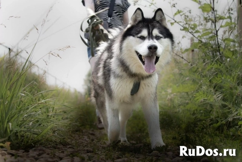 Харизматичный хаски по имени Борис ищет своего человека! фото