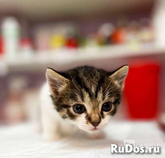 Котята тигрята в добрые руки фото