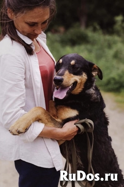 Прекрасная Люси в самые добрые руки! изображение 5