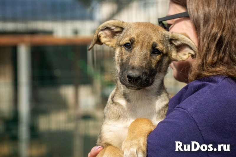 Маленькая красавица Хильда в самые добрые руки! изображение 10