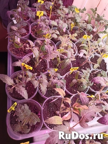 Рассада Гномы Дварф изображение 3