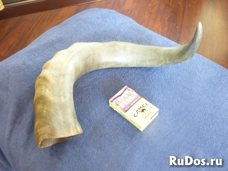 Парные рога буйвола фотка