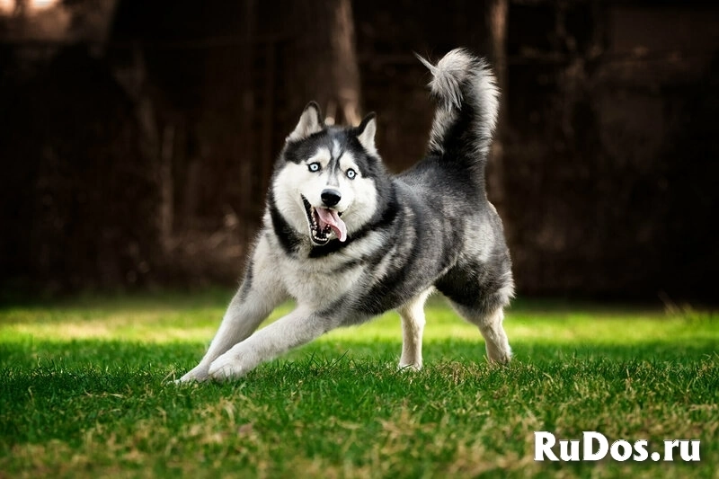 Хаски Конор в добрые руки изображение 7