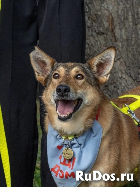 Милая плюшка в добрые руки! изображение 6