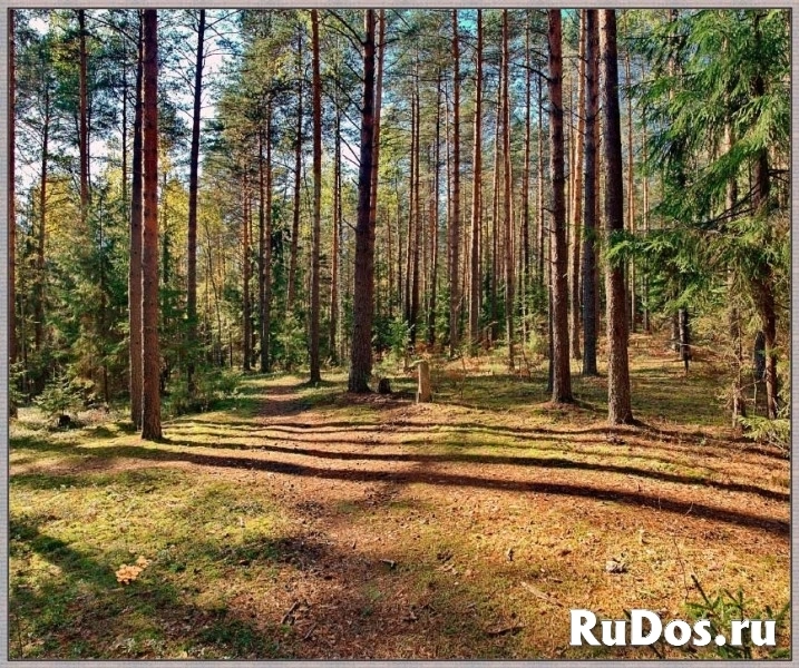 Инвестпроект - Земля в лесу у реки Дон под комплексную застройку изображение 8