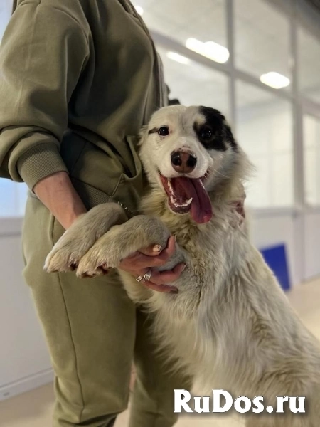 Замечательный мальчик Самсон в добрые руки! фото