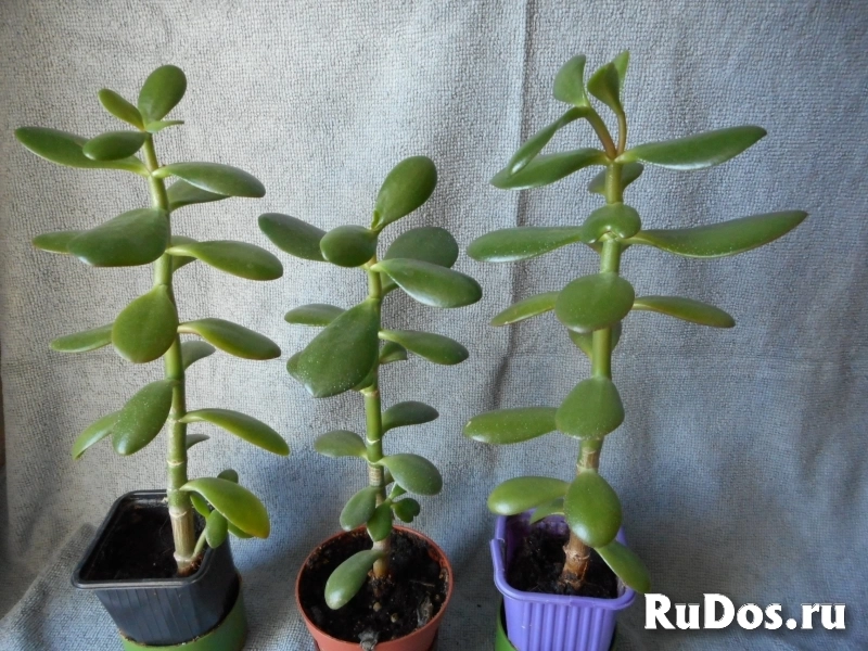 Продаю Денежное дерево (толстянка, крассула) изображение 4