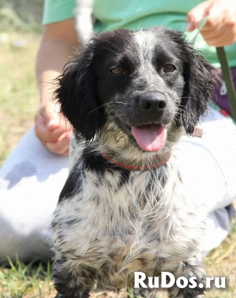 Ищет дом Клара (метис спаниеля)! фотка