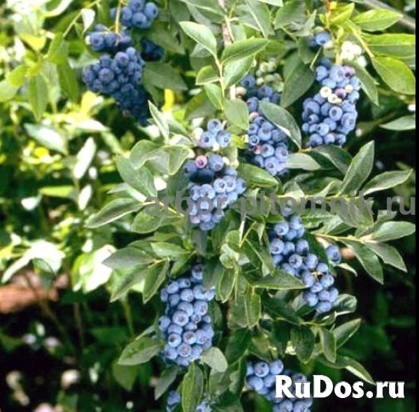 Саженцы и крупномеры голубики купить в Москве и Подмосковье с посадкой изображение 7