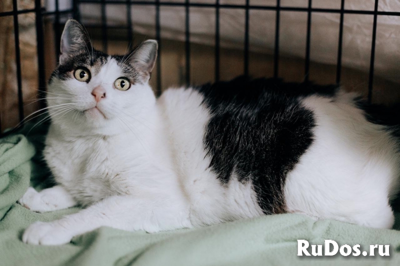 Жизнь в клетке изображение 4