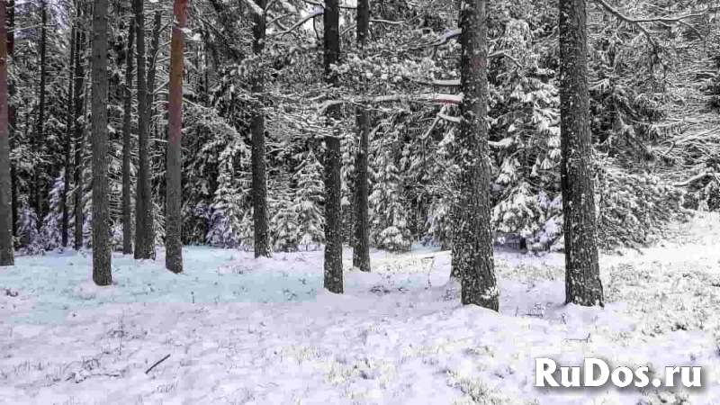 Домик на эстонском хуторе в хвойном лесу изображение 8