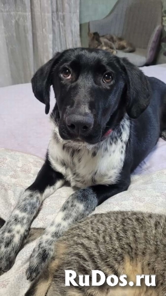 Красавица Фортуна ищет дом! фотка