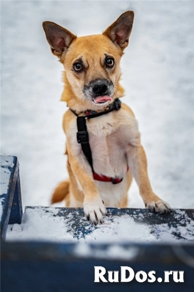 Маленькая собака Сури в добрые руки. изображение 4