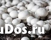 РАССАДА ШАМПИНЬОНА БЕЛОГО. фотка