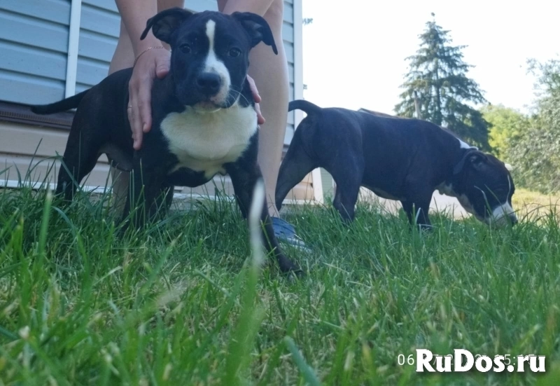 Тигровая  девочка Амстаффа для души изображение 5