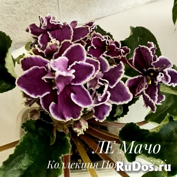 , купить растения изображение 7