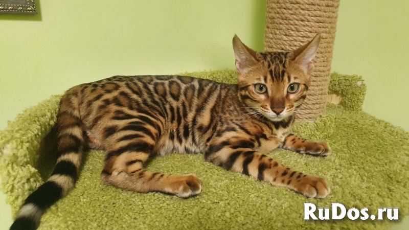 Бенгальские котята фотка