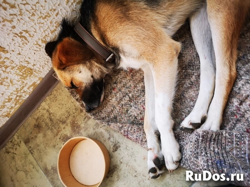 Ультра - молодая, добрая, ласковая девочка, которая ищет свою любящую семью! изображение 5