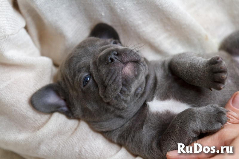 Французский бульдог (щенки) фотка