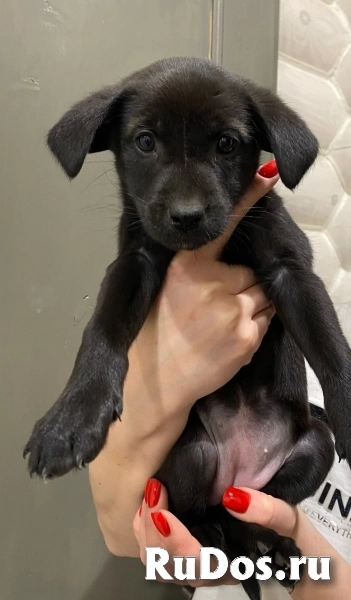 Ищем добрые ручки славной малышке изображение 4