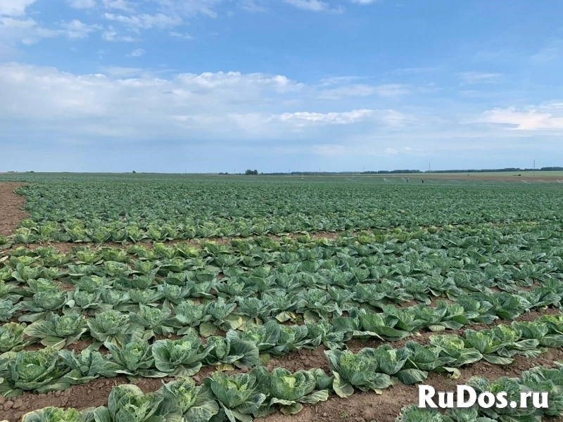 Продажа сельскохозяйственного производства изображение 10