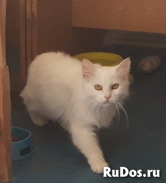 Очень красивая и пушистая кошечка Ника! изображение 4