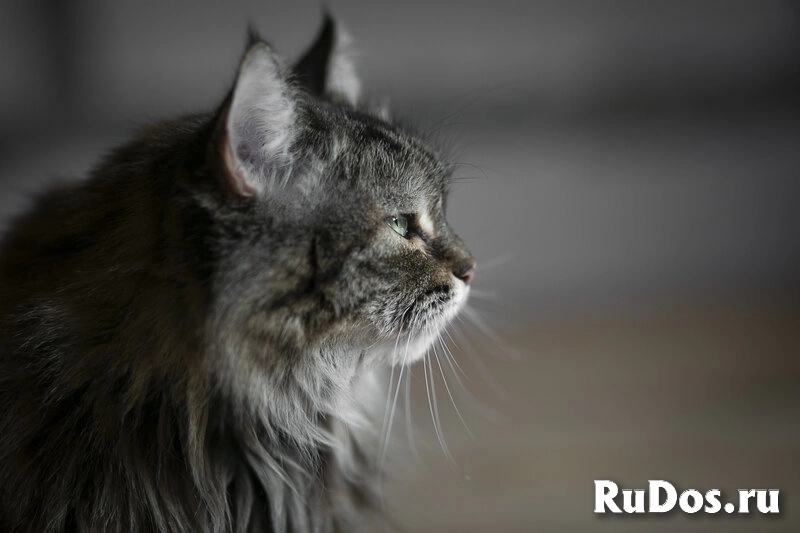 Каждой кошке нужен дом. изображение 6