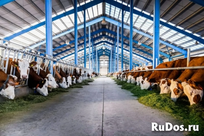 Операторы машинного доения на вахты фото