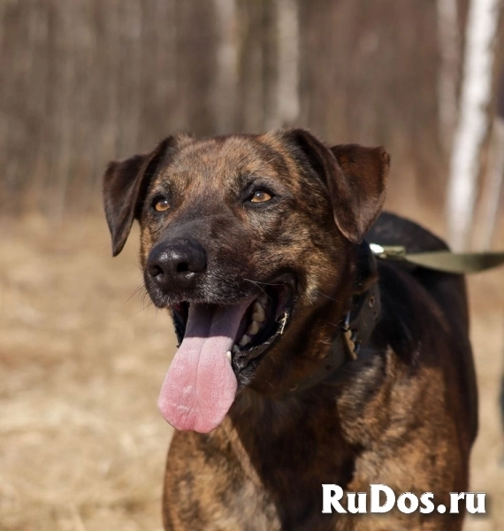 Эрик компаньон-интеллигент ищет семью! изображение 5