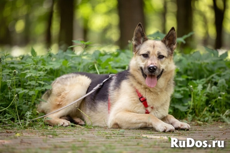 Пеппи ищет дом. И ждёт его всей душой. фотка