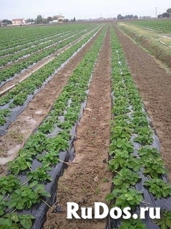 Клубничный бизнес «под ключ» изображение 4