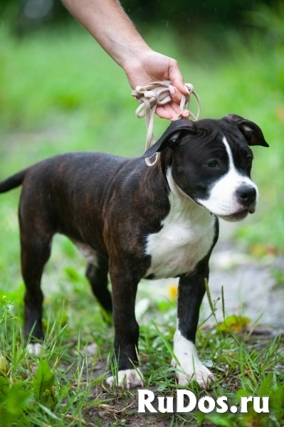 Шикарные щенки Амстаффа ркф изображение 3