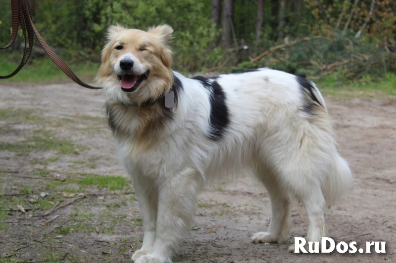 Мишель собака фотка