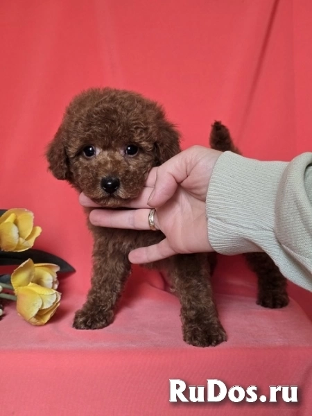 Красный той-пудель/миниатюрный пудель изображение 3