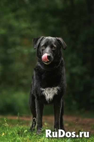 Чёрный богатырь Макс в добрые руки изображение 5