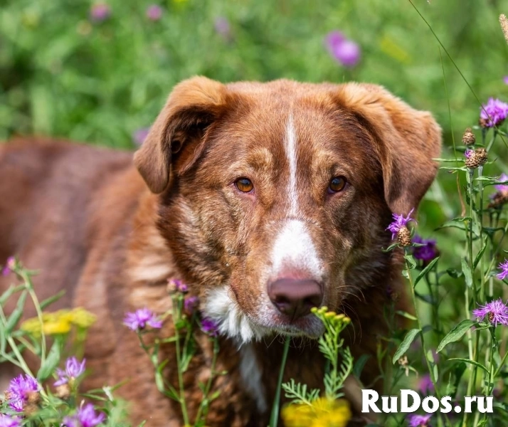 Молодой весёлый Барни в добрые руки! изображение 6