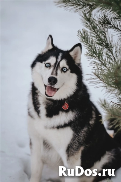 Хаски Конор в добрые руки изображение 6