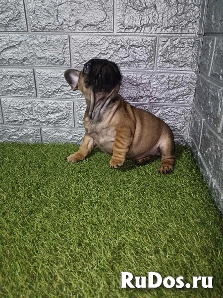 Французский бульдог изображение 5