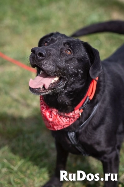 Дружелюбный Неро ищет дом и семью! изображение 5