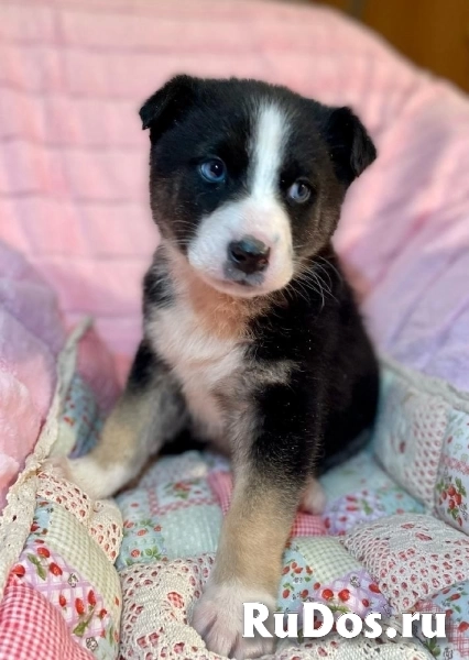 Голубоглазый красавчик - щенок Сармат в добрые руки! фотка