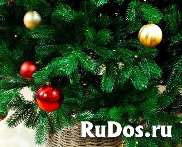 Качественные ёлки с доставкой по Нижнему Новгороду фото