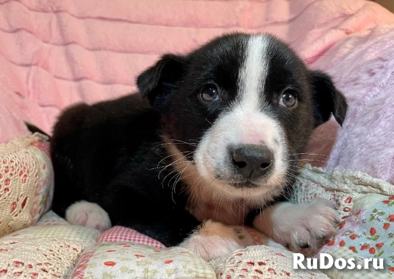 Чудесный щенок Кэп в самые добрые руки! изображение 7