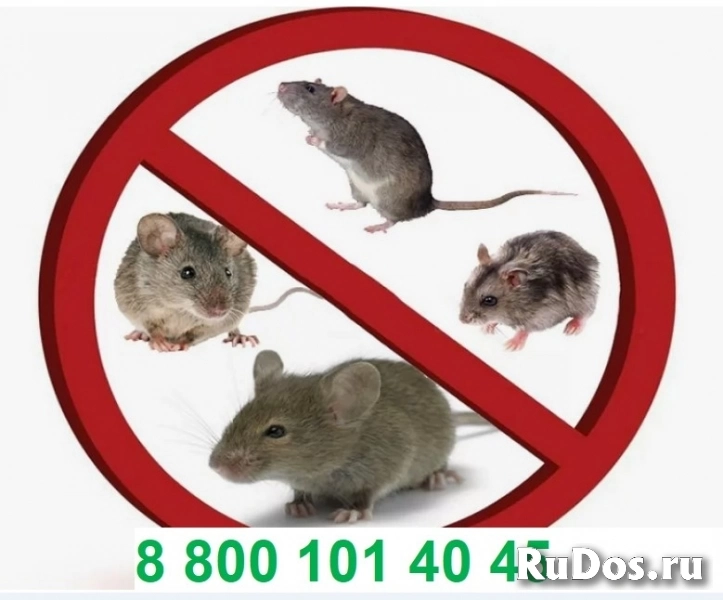 Уничтожение мышей, крыс и прочих грызунов изображение 3