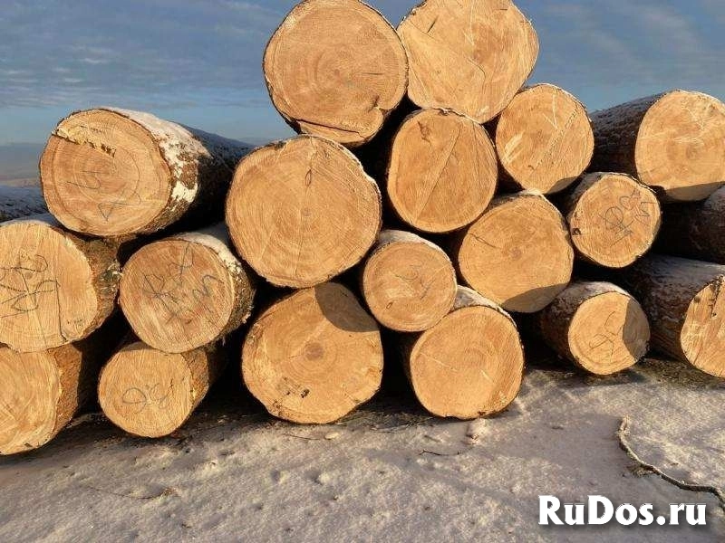 Кедр, лиственница, хвоя, береза продажа оптом. фото