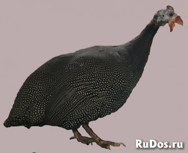 Куры, петухи, цесарки, перепела. Яйцо. Цыплята. фотка